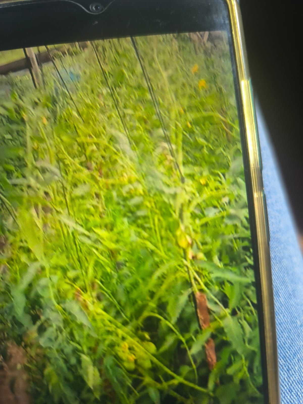 Продаю дачу после сбора урожая