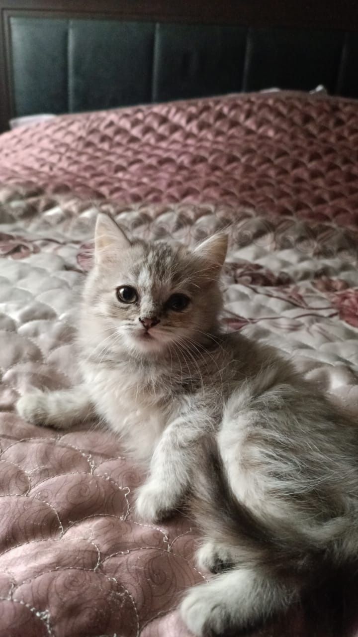 Продам милых котят