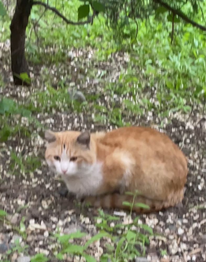 Кто потерял рыжего кота в районе Толе би и Исаева