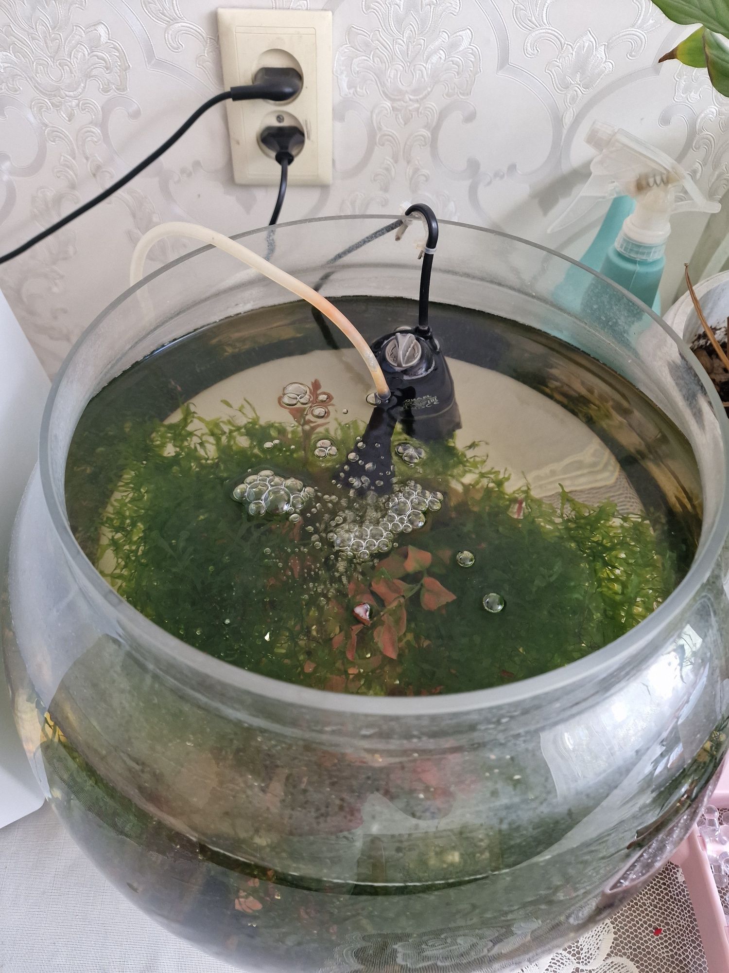 Продам аквариум с креветками