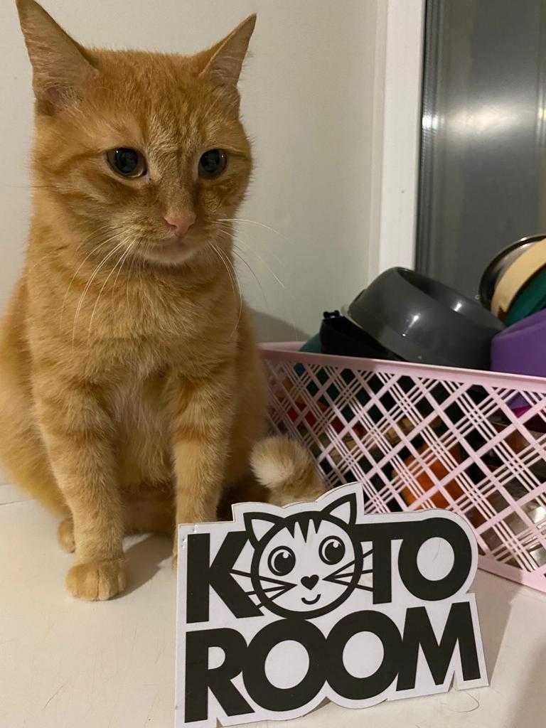 Стерилизованная кошечка Бренда, возраст 5 лет ищет дом
