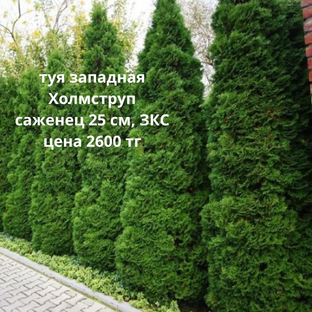 Туя, можжевельник, пихта