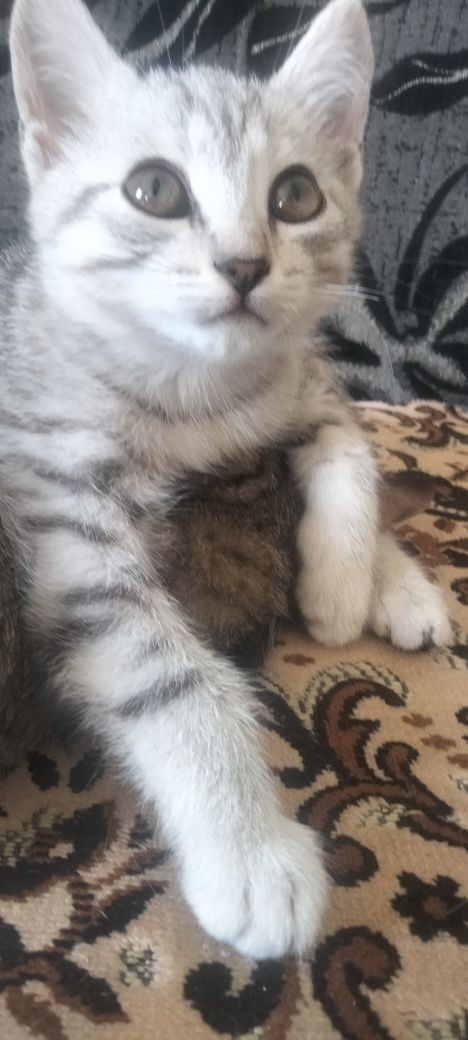 Отдадим котят в хорошие руки