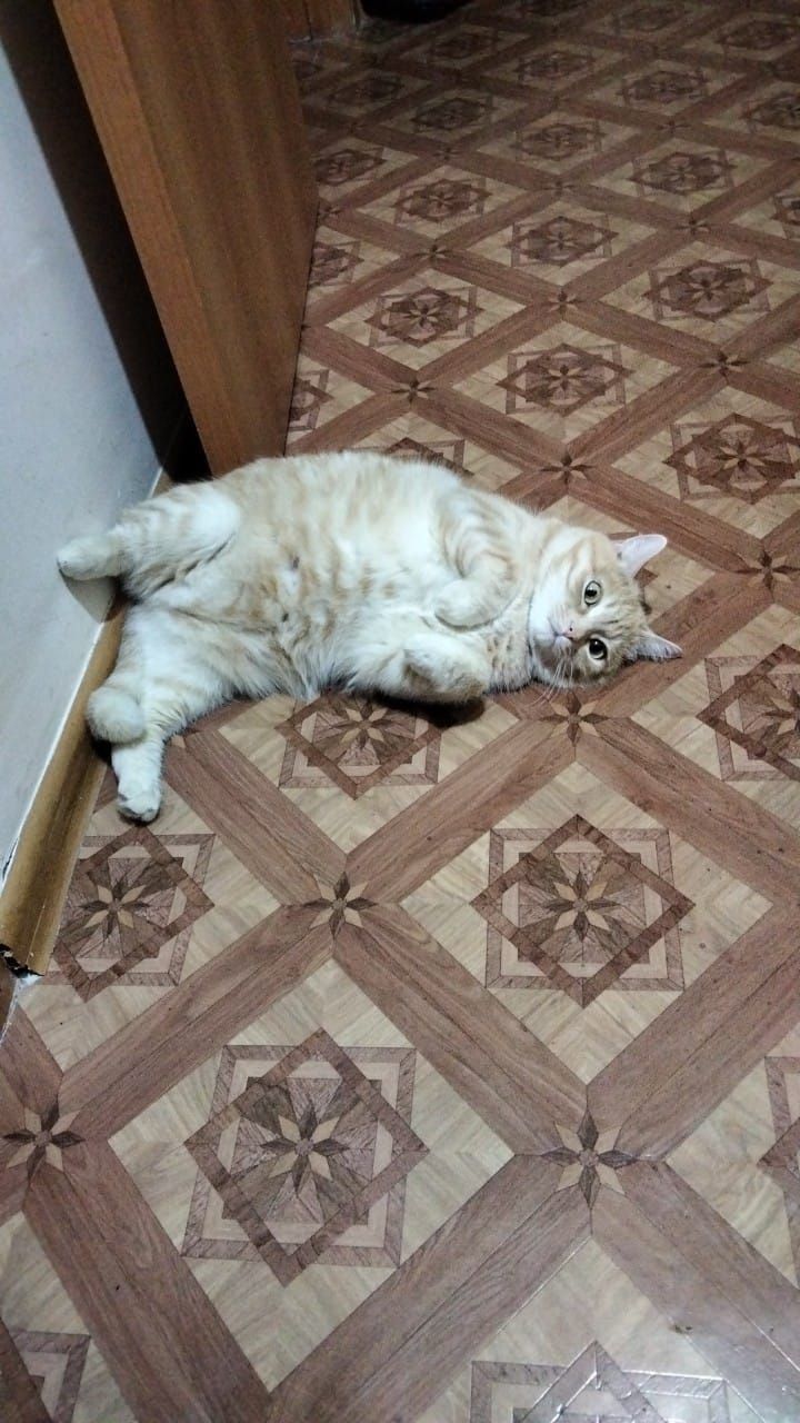 Отдам кота 5 лет