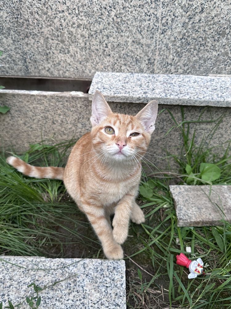 Отдам в добрые руки рыжего котенка девочку