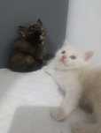 Котята породистые