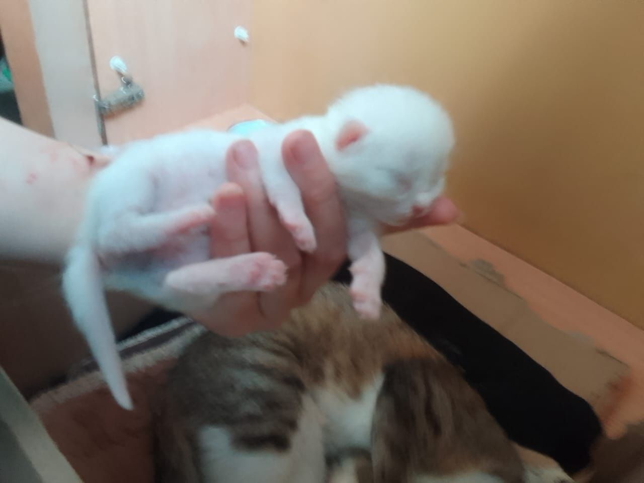 Кошка с котятами