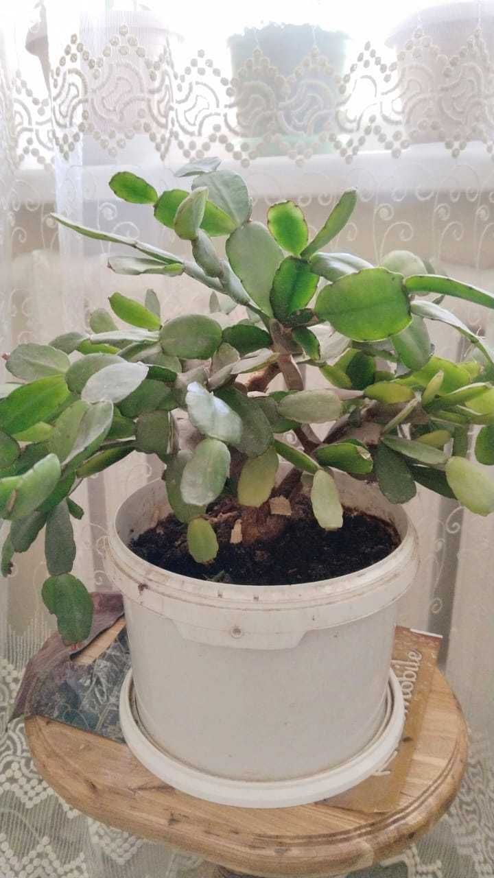 Комнатные цветы.