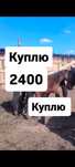 Принимаю мясо конины 2400 тай байтал кунан