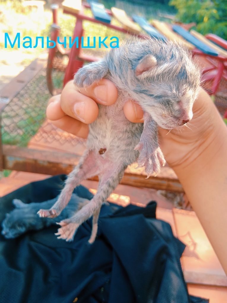 Двое котят серые