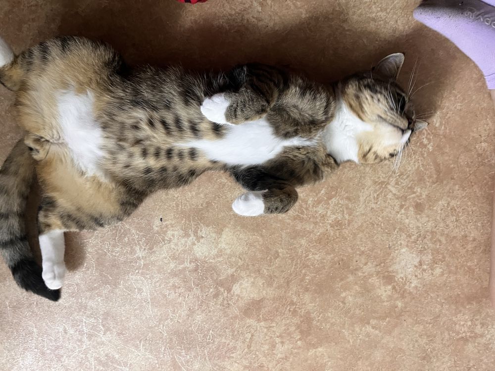 Отдам котика в добрые руки