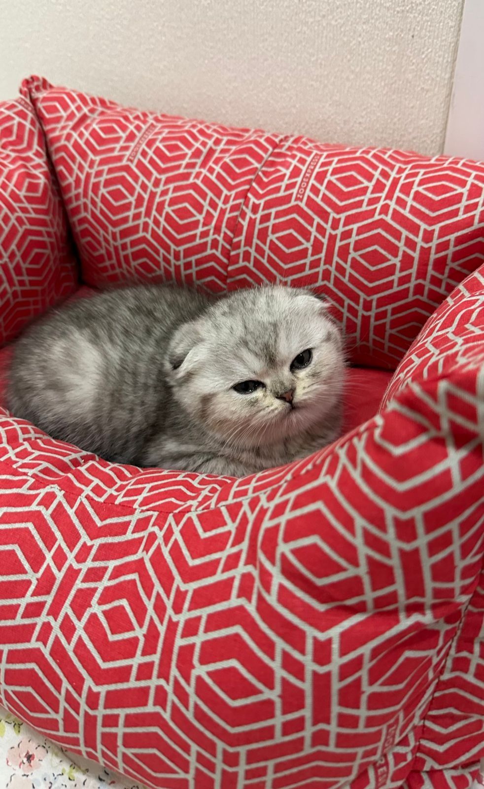 Шотландские котята вислоушки