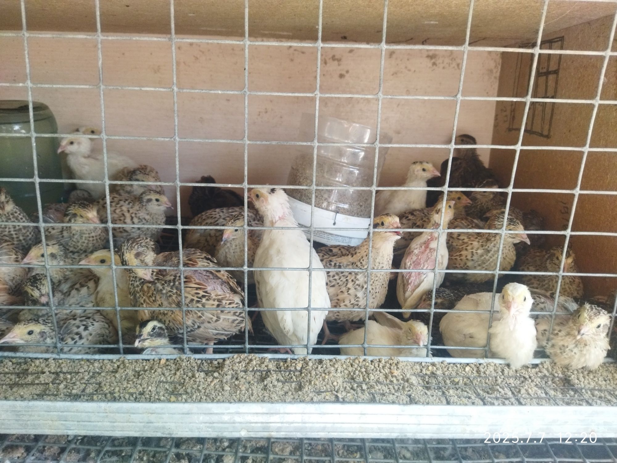Продам перепелят
