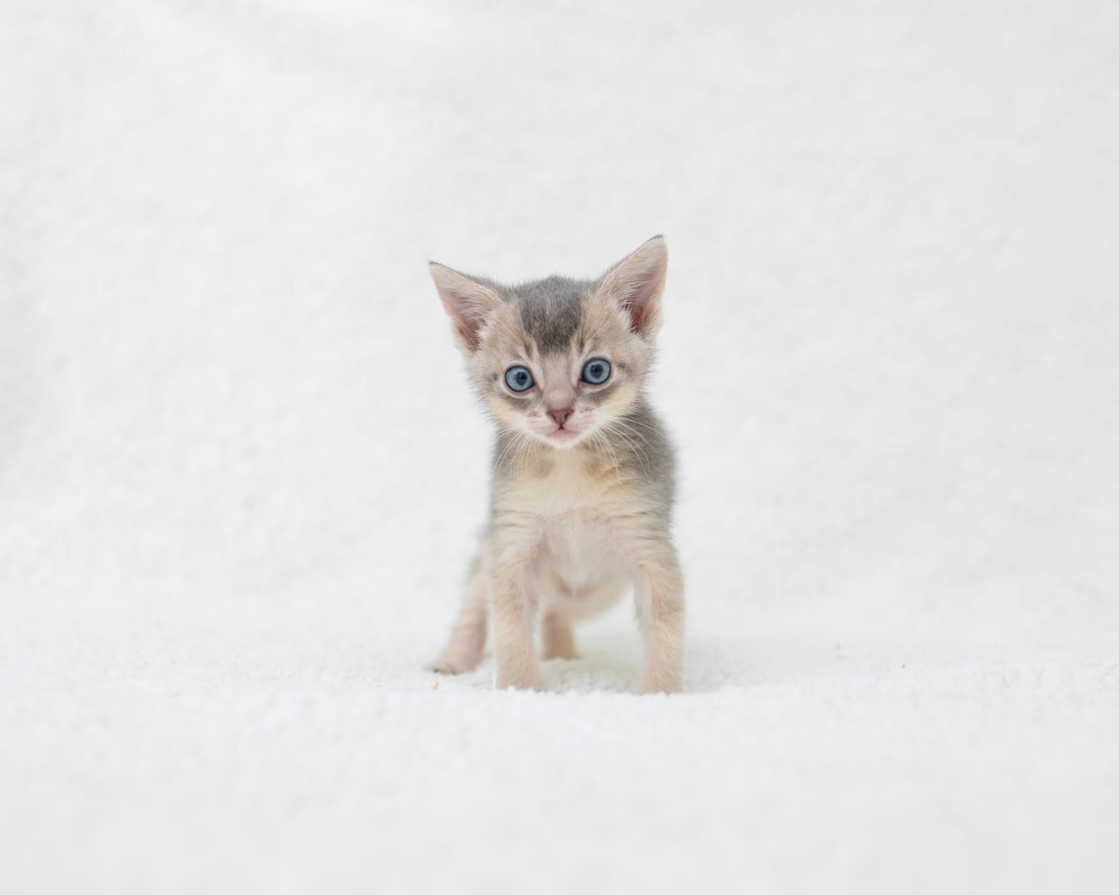 Чаузи котята окрасы разные