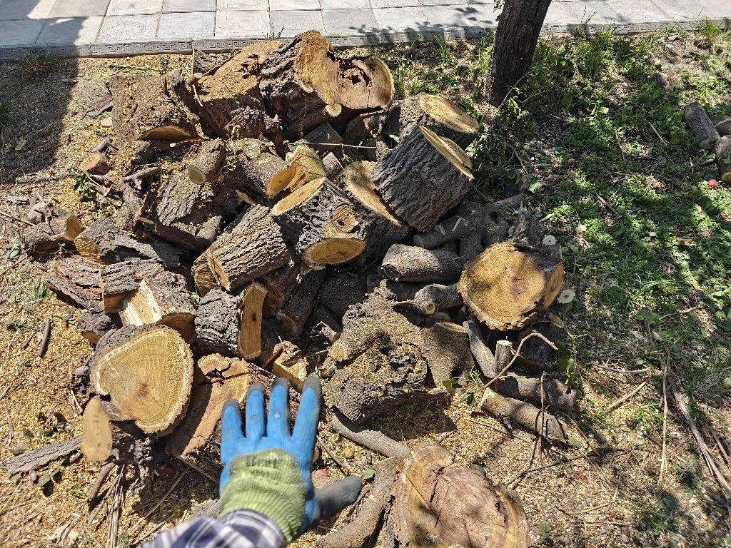 Дрова для шашлыка, шелковник плодовое