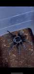 Паук птицеед Brachypelma vagans
