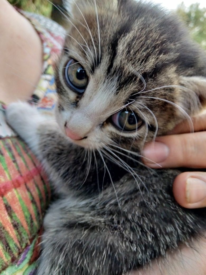 Котята 4 штуки, бесплано
