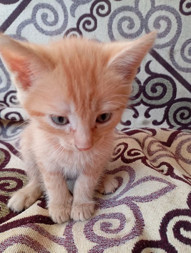 отдаю рыженьких котят