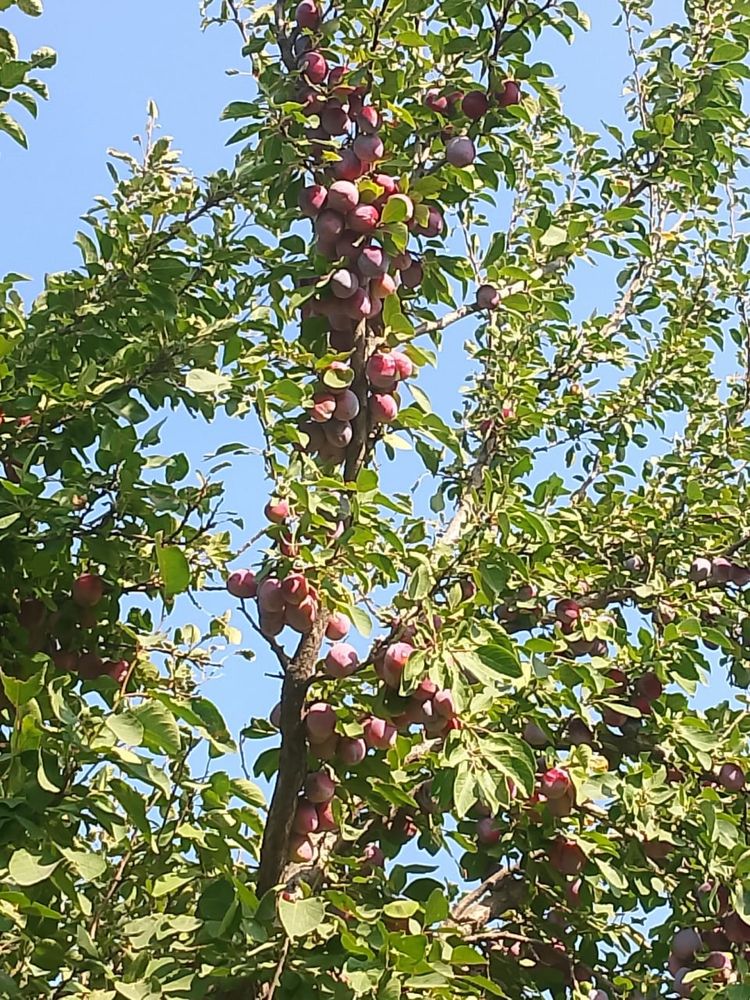 Алхарат бар алам дейтиндерге