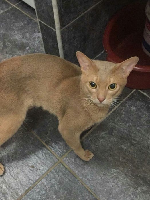 Абиссинский котик на вязку. Окрас фавн.
