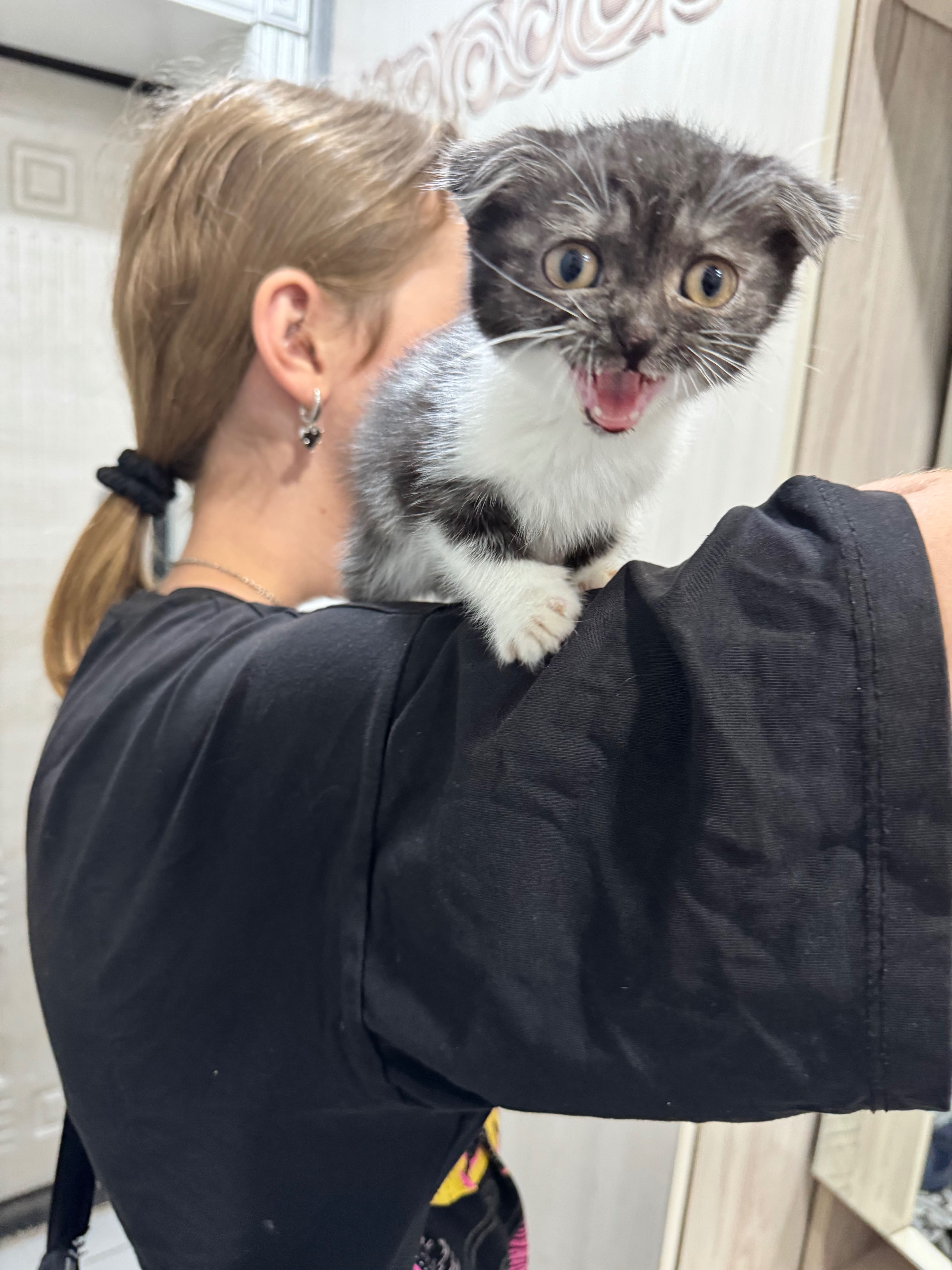 Котенок в добрые руки