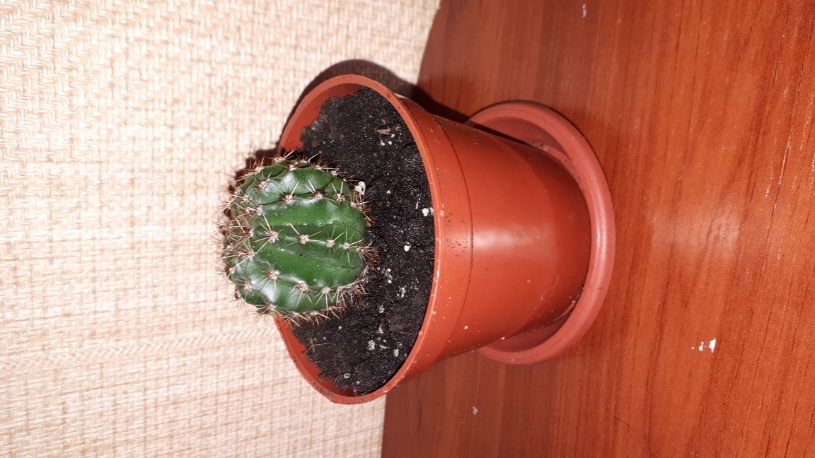 Кактус