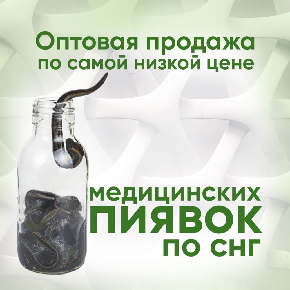 Сертифицированные медицинские пиявки Шымкент, пиявка, сулик, пиявки