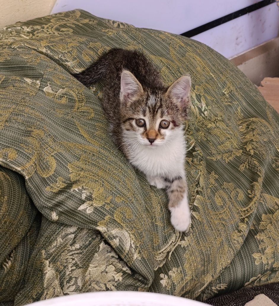 Отдам симпатичных,игривых котят в заботливые руки.