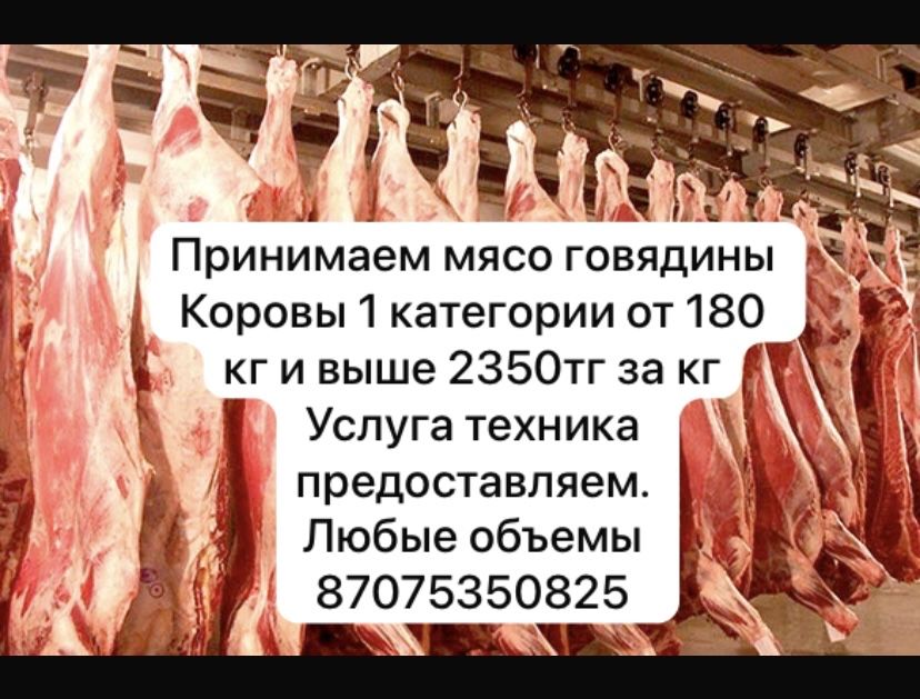 Мясо говядины и конины