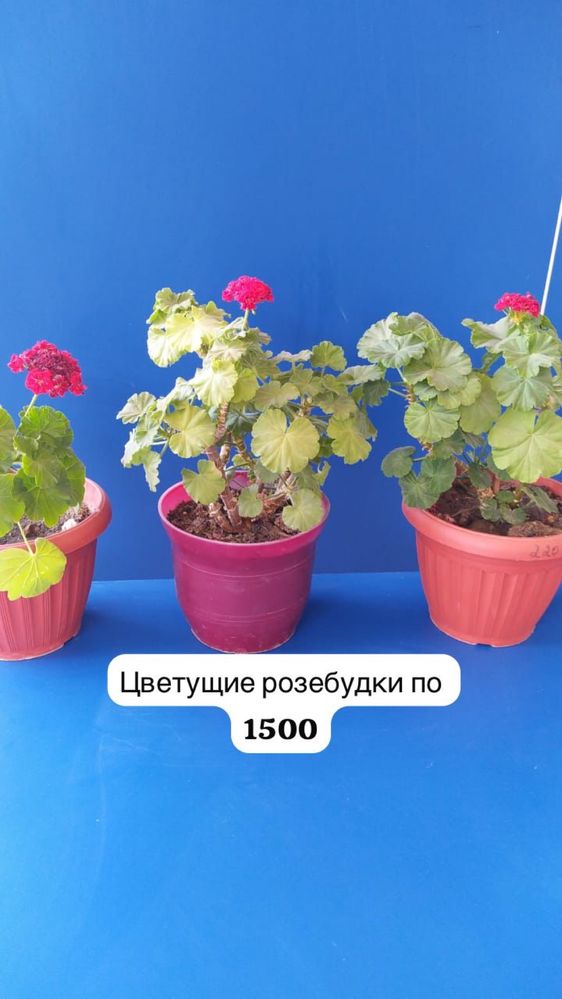 Комнатные цветы разные