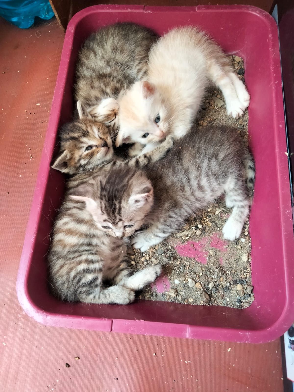 Отдам котят в добрые руки