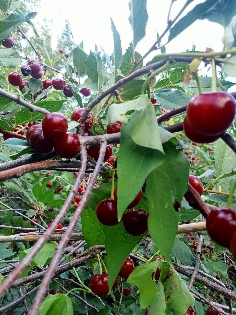 Продам дачу Жемчужина