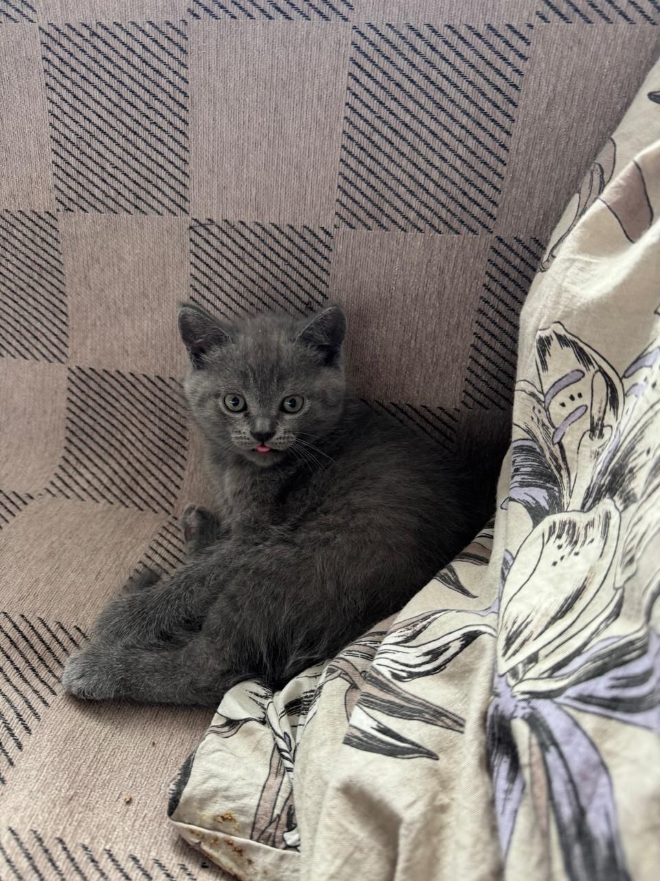 Британский котик