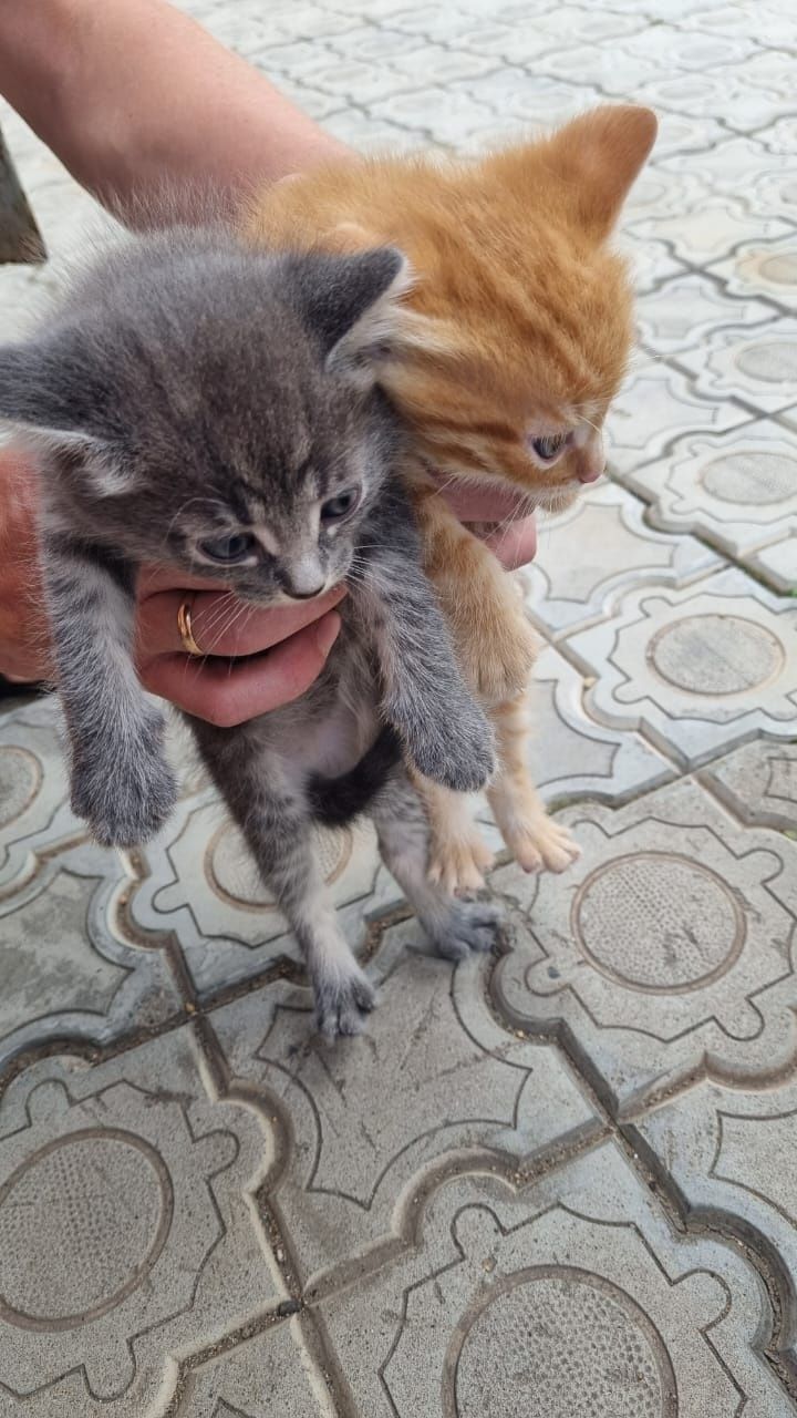 Отдам котёнка в добрые руки!