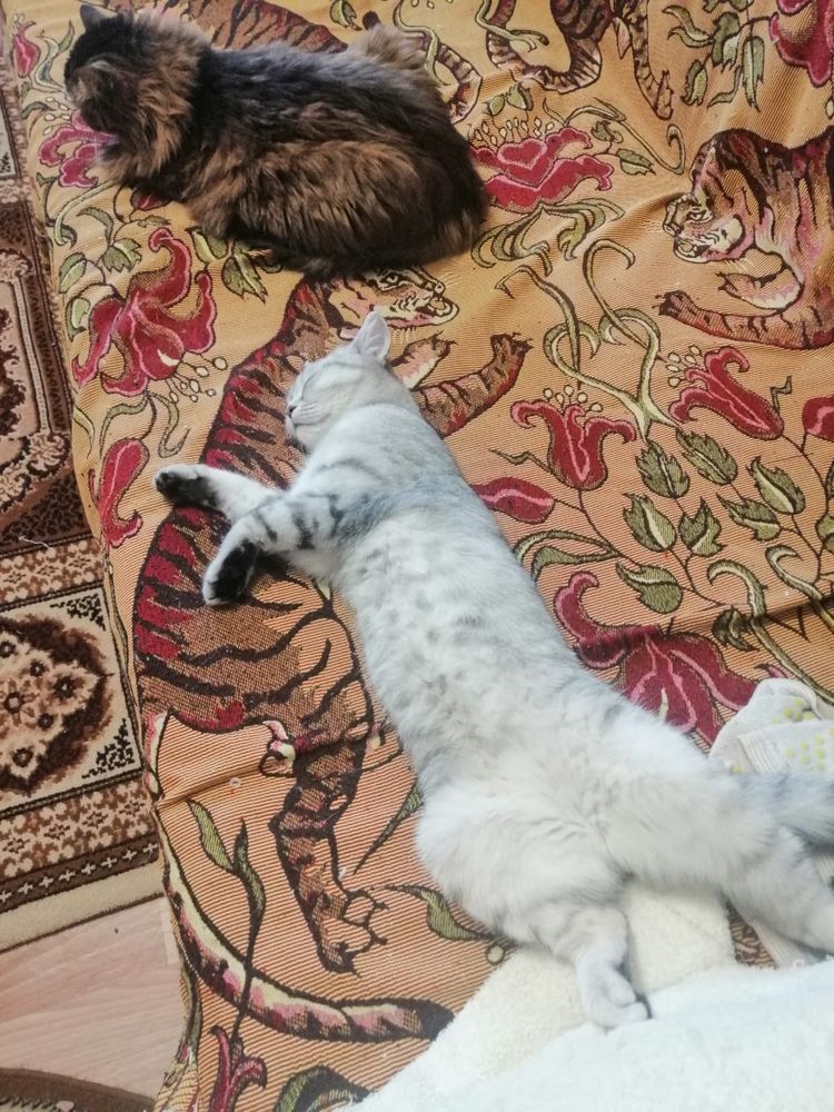 Кошечка молодая, котенок девочка