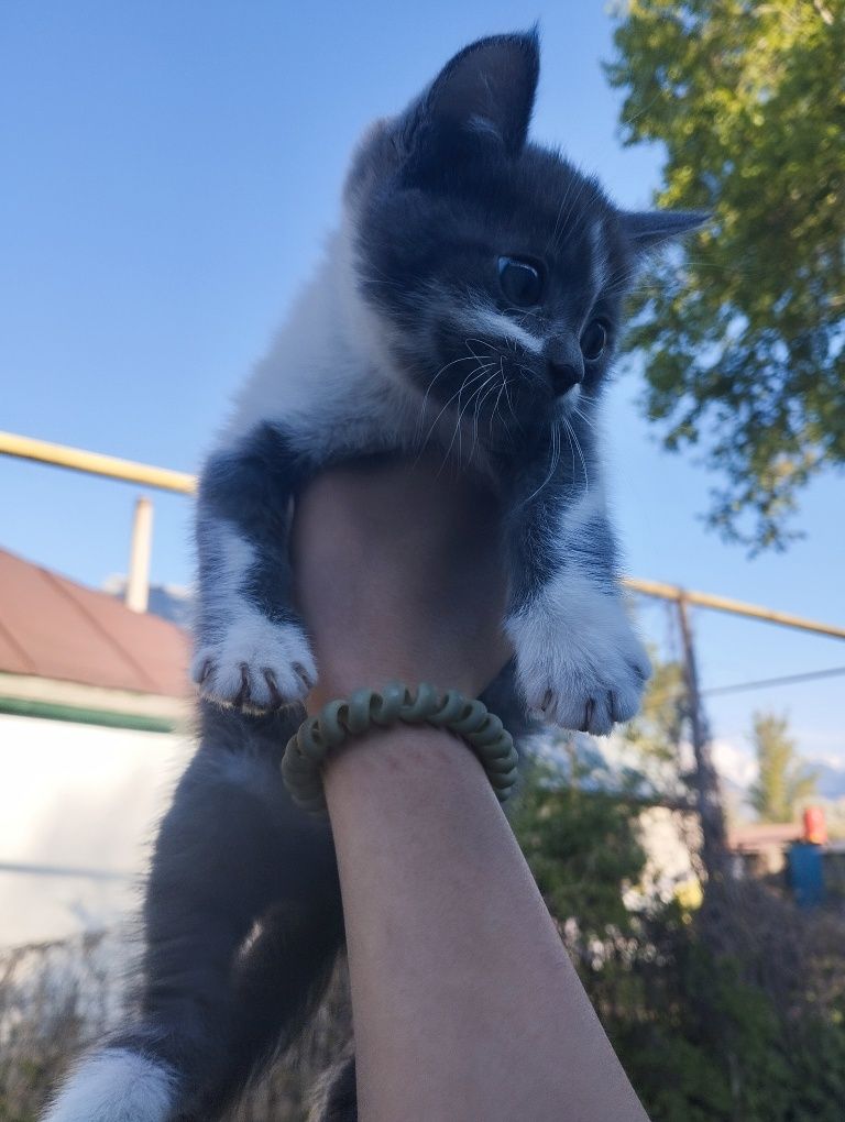 Отдам котенка девочка
