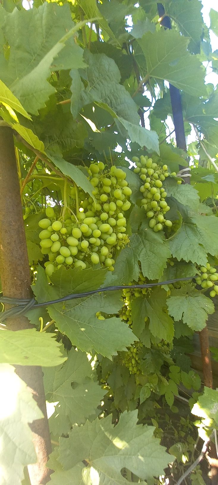 Продам дачу Сады 1 ,13 квартал    8 соток  .