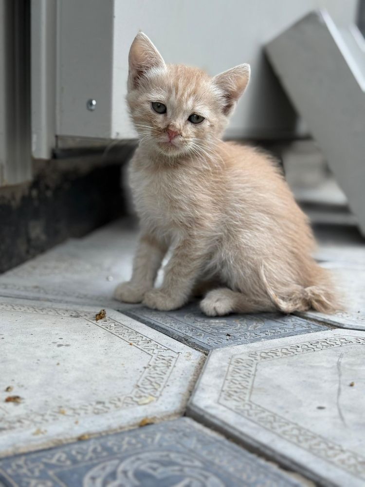 Котята бесплатно отдадим  в добрые руки