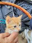Котята на усыновление