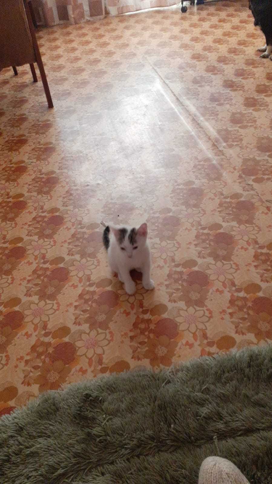 Котята в хорошие, добрые руки