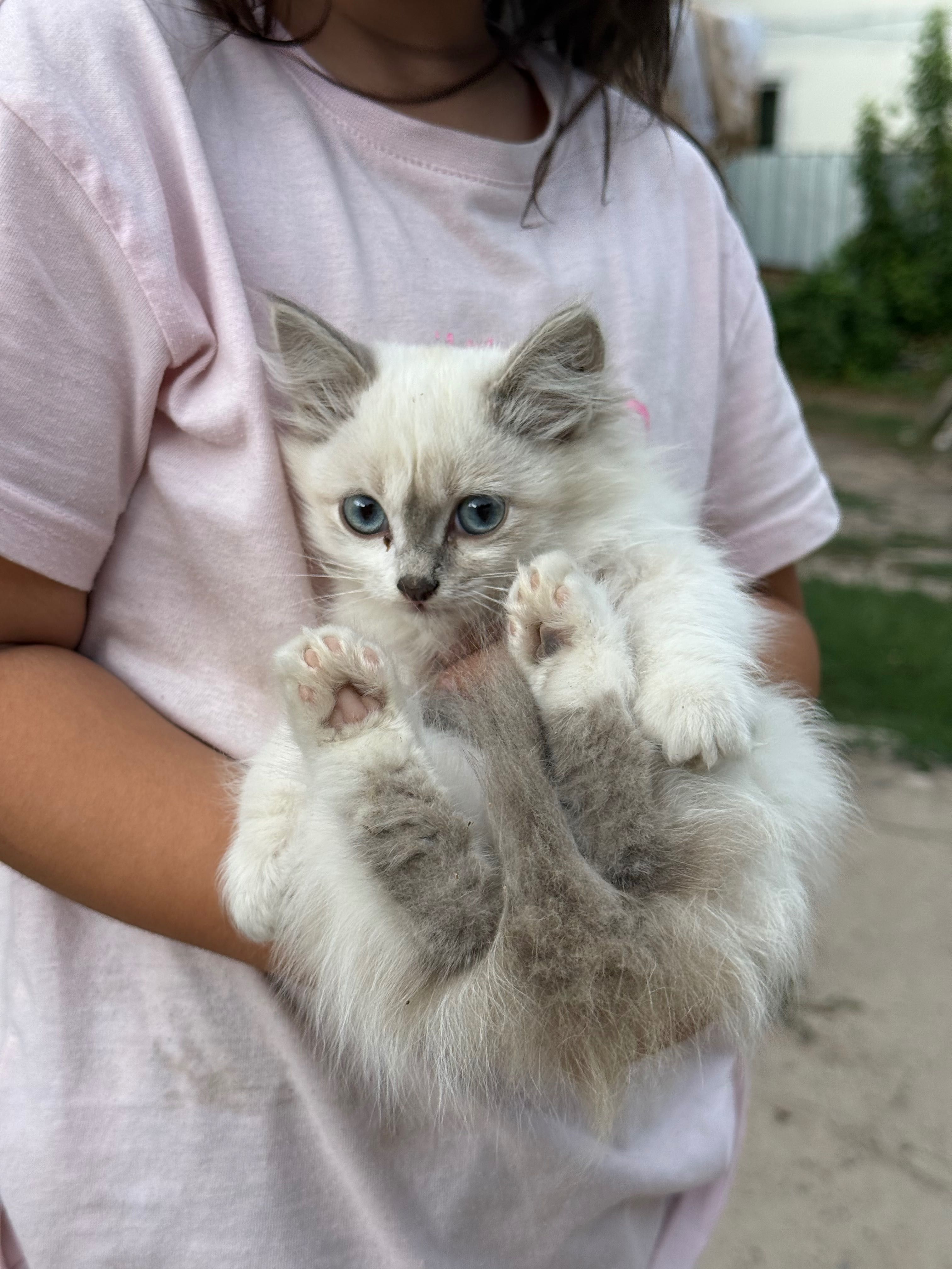 Котята 2 месяцев