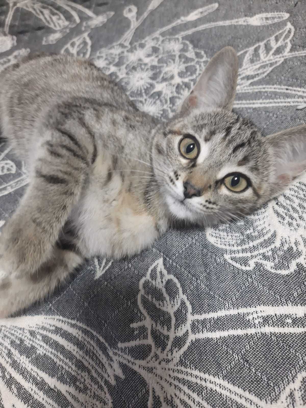 Кошечка срочно ищет дом