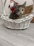 Котенок , девочка