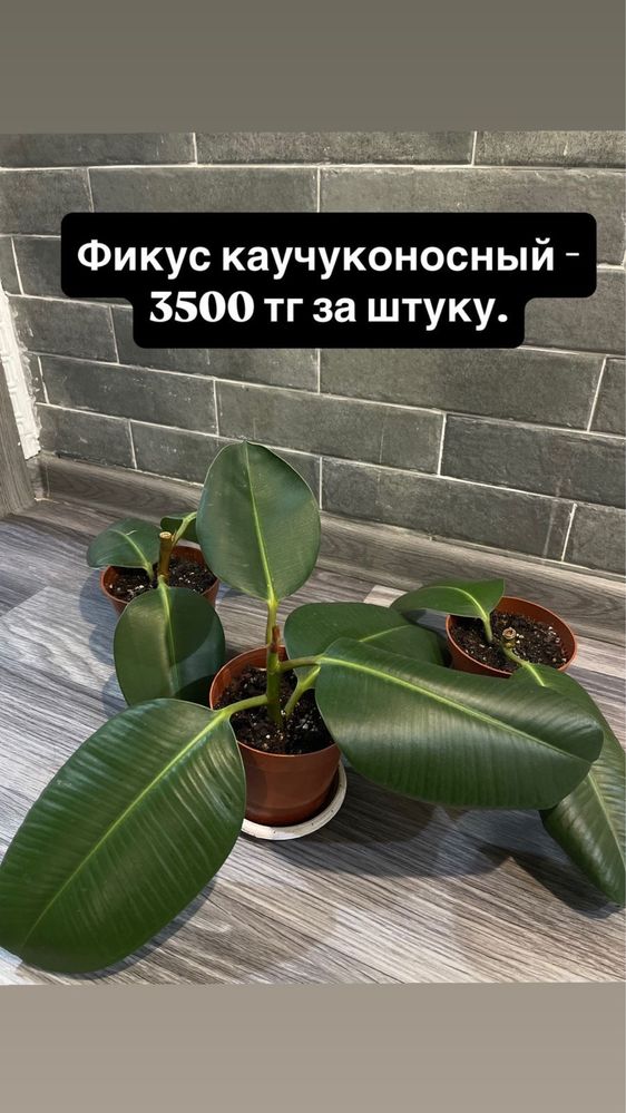 Продам комнатные цветы