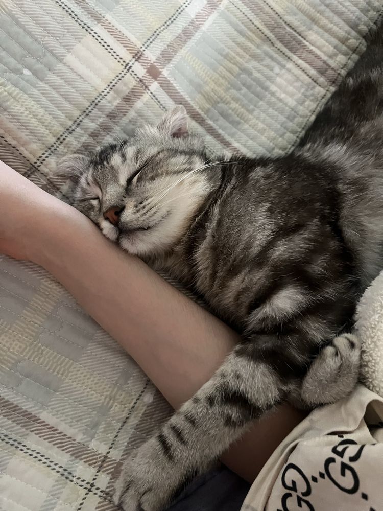 отдаю породистого кота бесплатно