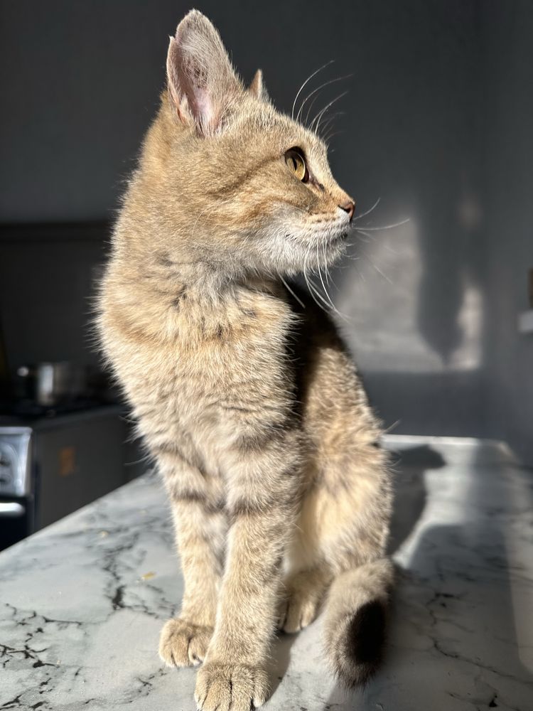 Котенок в добрые руки