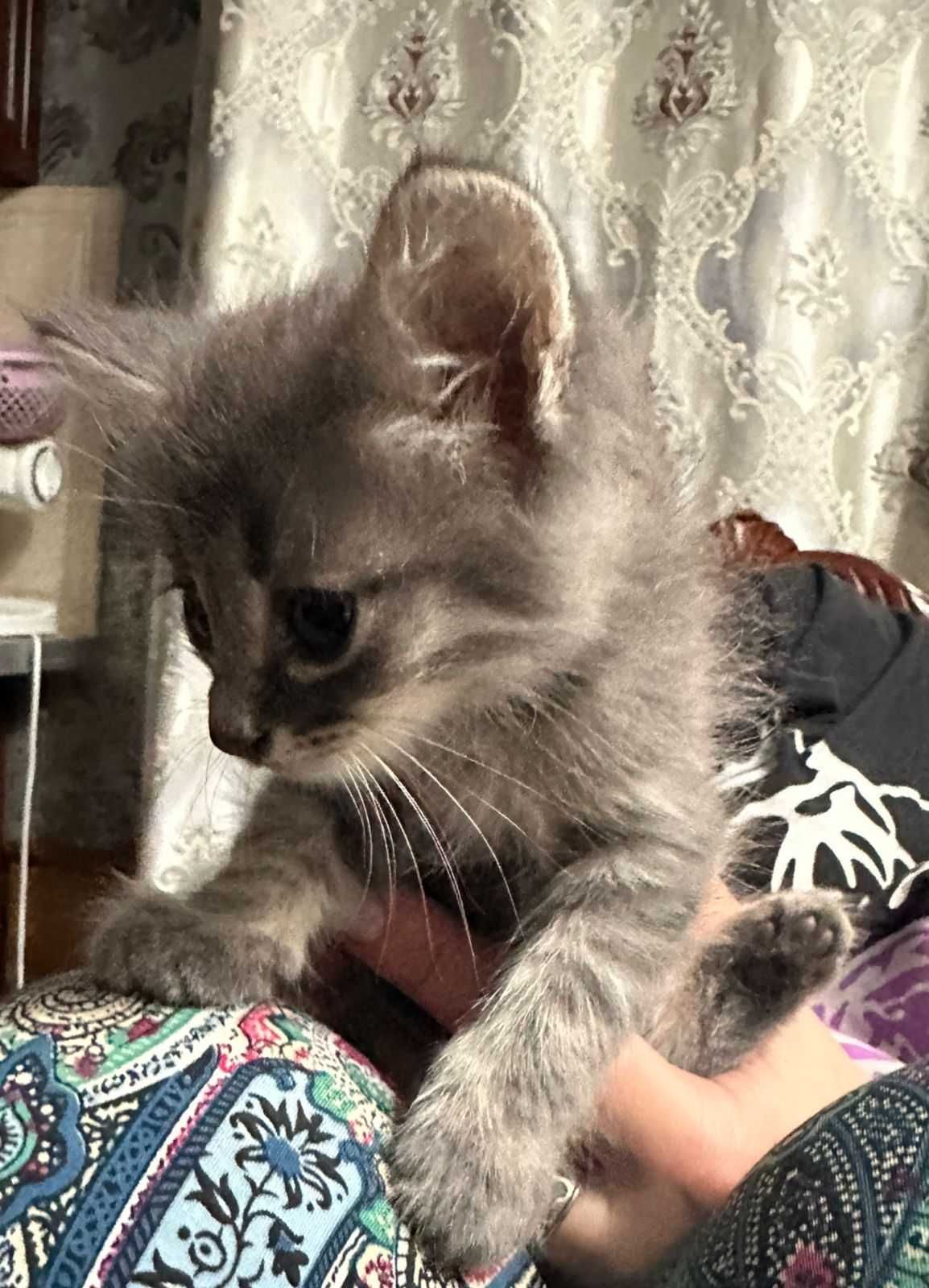 Милые котята даром