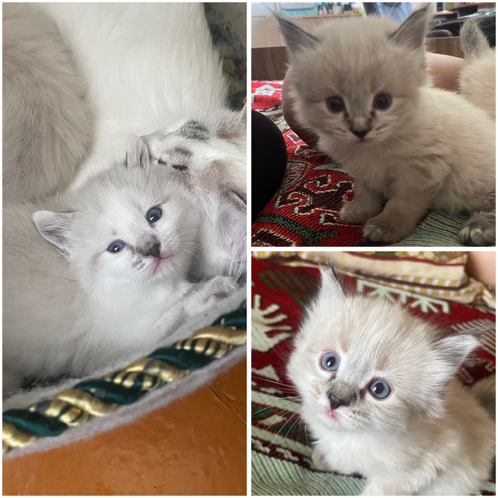 Отдам котят в хорошие руки