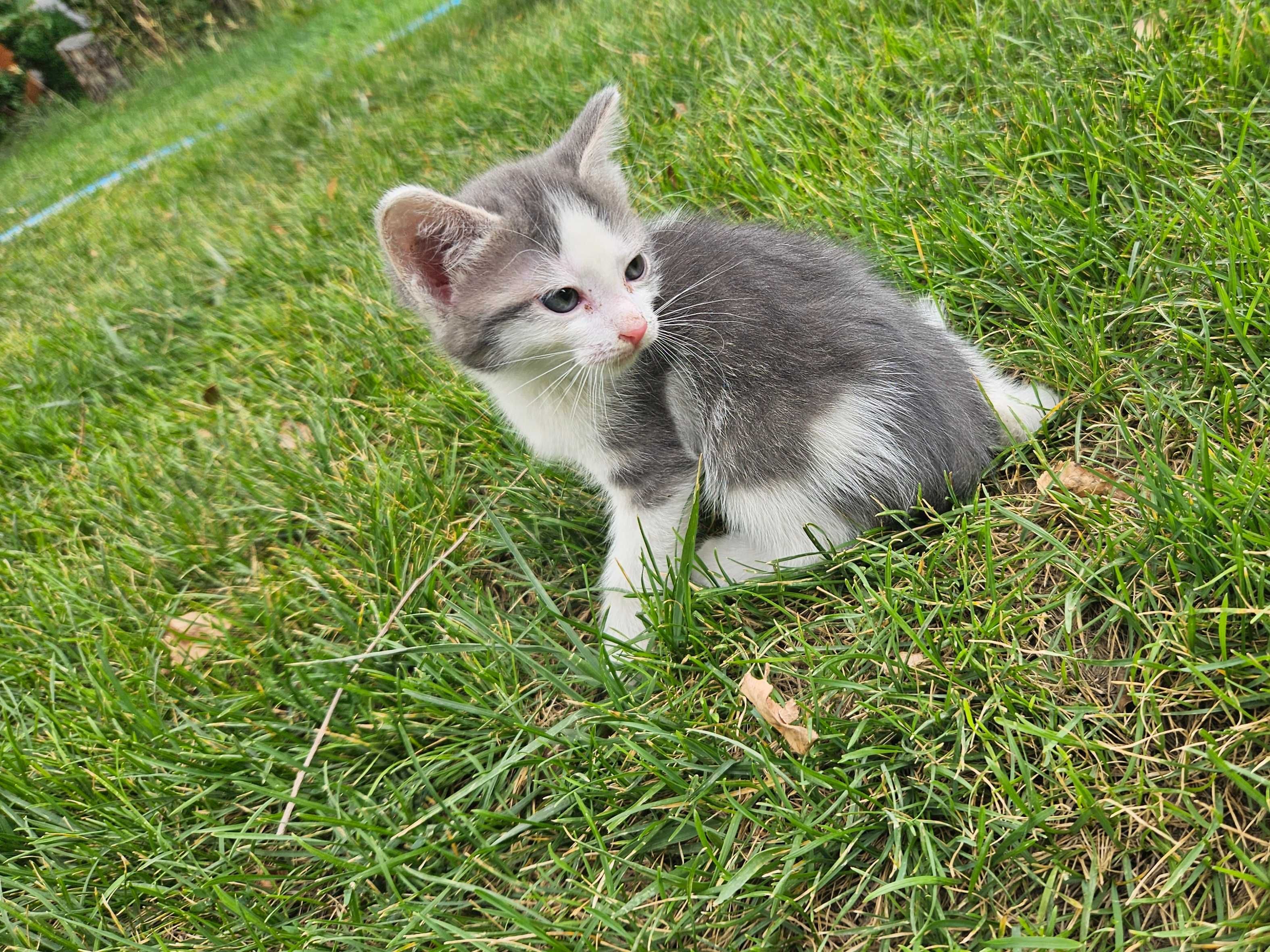 Котята мышеловы, мама смесь бенгала и обычной.