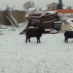 Продам породистый или обмен